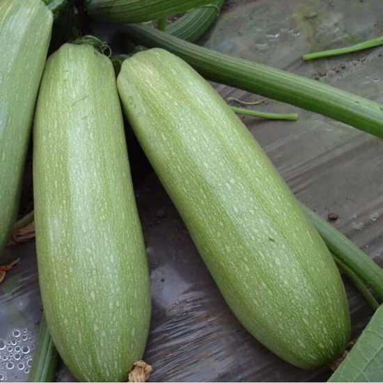 Bí ngòi xanh (bí Nhật) trồng tự nhiên